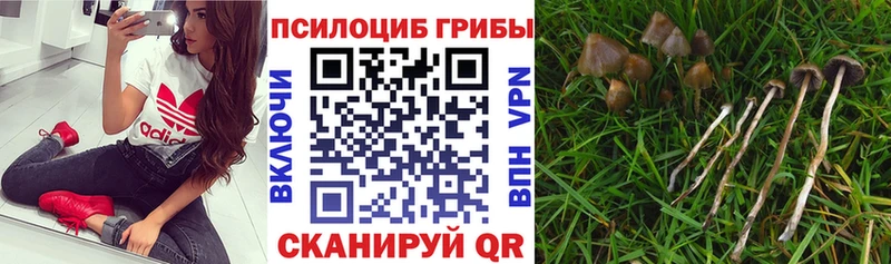 Галлюциногенные грибы Psilocybe  магазин    Енисейск 